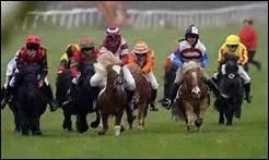 Les courses de poneys existent-elles ?