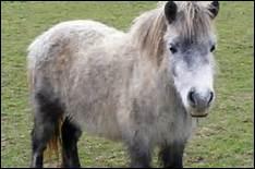 D'o vient le mot anglais 'pony' qui a donn 'poney' en franais ?