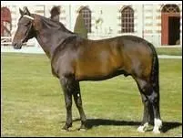 Quelle vitesse dpassent largement les trotteurs lors des courses ?