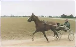 Que se passe-t-il si un trotteur se met au galop ?