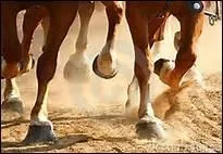 Au niveau de la sant, quels sont les points faibles des chevaux ?