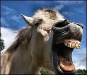 Que faut-il faire si un cheval a mal aux dents ?