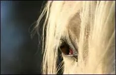 Le cheval a-t-il une bonne vue ?