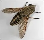 Qu'est-ce qui permet aux chevaux de faire frissonner leur peau pour chasser les mouches ?