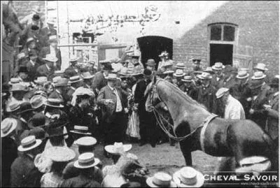 Les chevaux savent-ils compter ?