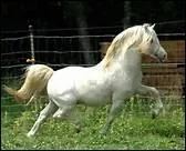 A quelle race de chevaux, le Welsh fait-il penser ?