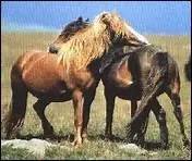 Comment deux chevaux se tmoignent-ils leur amiti ?