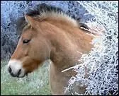Pourquoi le Fjord a-t-il une crinire en brosse ?