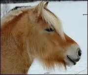 Quel est son surnom ?