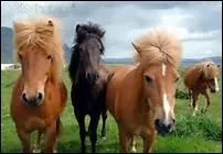 Quelle allure le poney islandais est-il le seul  matriser ?