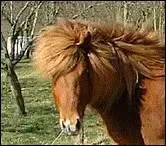 Comme le Fjord et d'autres poneys ou chevaux, quelle est sa caractristique ?