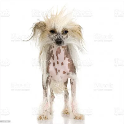 Quelle est ta pilosité ?