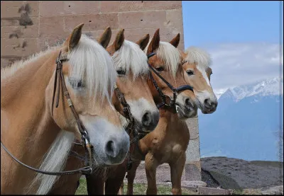 Les arabo-haflingers sont un croisement…