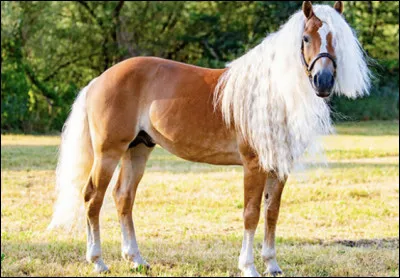 En 2003, l’haflinger devient le premier cheval clon&eacute; et donne naissance &agrave; une pouliche nomm&eacute;e…