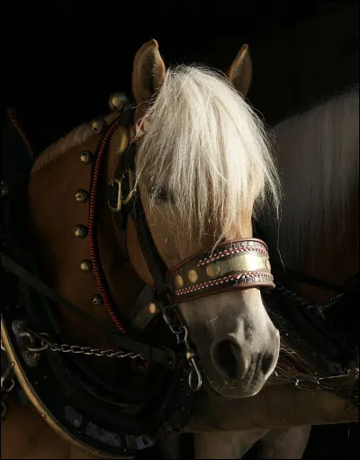 Il y a plusieurs lign&eacute;es d’haflinger.Comment s’appelle l’&eacute;talon fondateur de la lign&eacute;e W ?