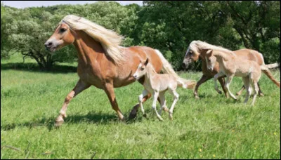 Et le nom de l�&eacute;talon fondateur de la lign&eacute;e S ?