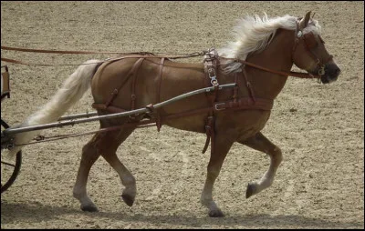 Quelle est sa taille moyenne au garrot ?