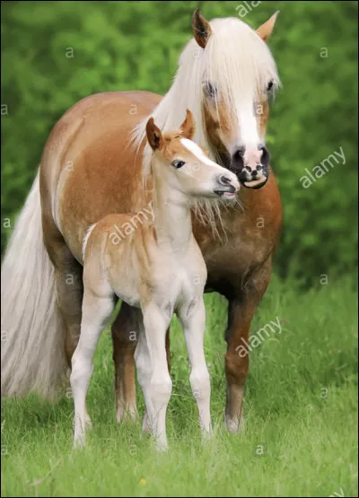 Et son poids moyen ?