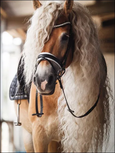 En 2008, en Slov&eacute;nie il y avait … &eacute;talons reproducteurs.