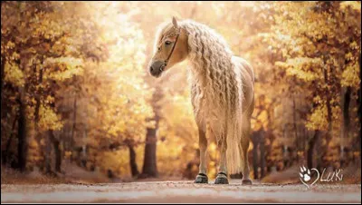 Comment s’appelle le premier &eacute;talon haflinger ?