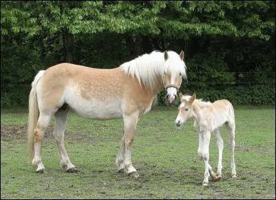 C’est la … race la plus commun&eacute;ment rencontr&eacute;e en Europe.