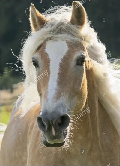 Les juments haflinger fournissent la plupart du lait de jument produit en…