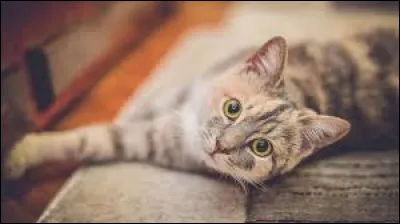 Est-ce les chiens naiment forcément pas les chats ?