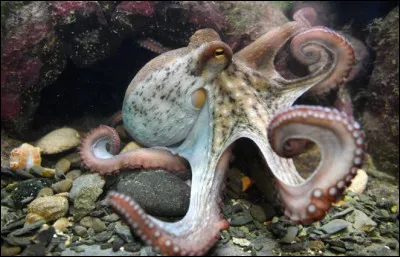 Cet animal est un ...