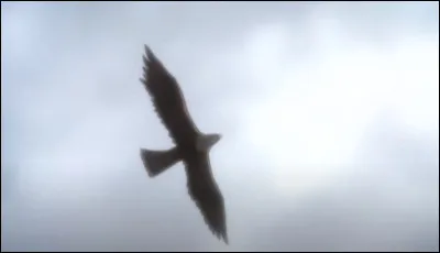 Quels oiseaux voit-ont voler lors de la première scène du premier épisode de ''l'Attaque des Titans'' ?