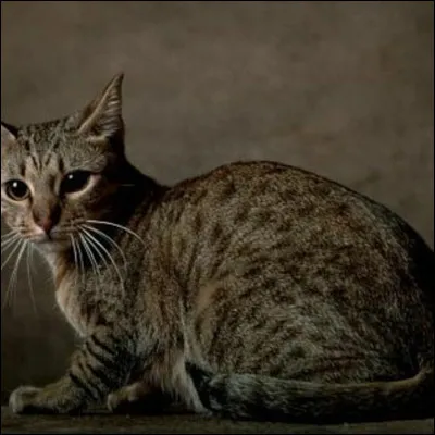 Et, cette fois-ci plus compliqué, en coréen : le savez-vous ?