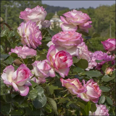 Aimes-tu les perles ?