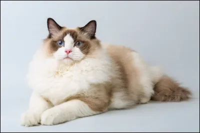 Ce magnifique [...] est un ragdoll.
