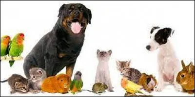 Quel est ton animal ?