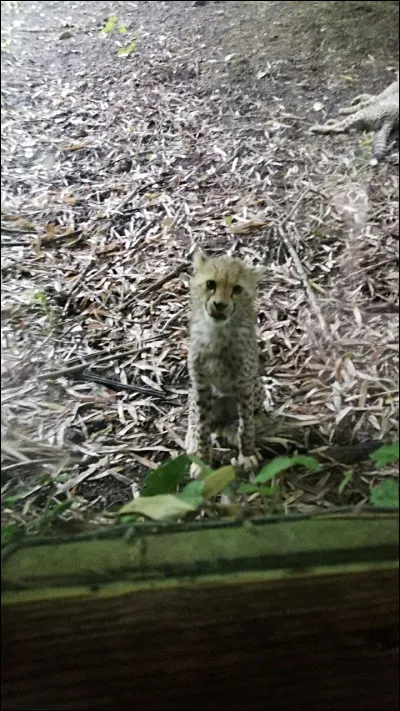 Quand tu étais petit, tu aimais...