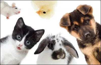 Si tu as un autre animal, c'est :