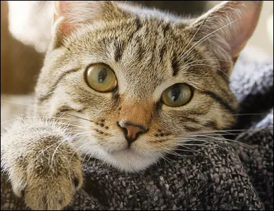 Quel animal de compagnie préfères-tu ?