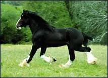 Pourquoi faut-il parfois doucher un cheval, en t ?