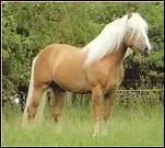 Avec quoi enlve-t-on l'excdent d'eau sur la robe du cheval ?