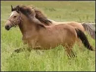 Comment fait-on pour qu'un cheval rcalcitrant prenne le mors ?