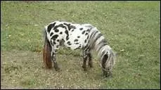 Que faut-il veiller  faire aprs avoir pos la selle sur le dos du cheval ?