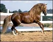 Pourquoi ne faut-il pas trop serrer la sangle quand on prpare son cheval ?