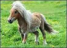 Quelle est la meilleure faon pour le cheval de monter en selle ?