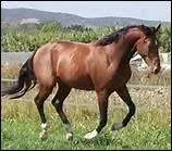 Pourquoi monter diffrents poneys ou chevaux permet-il de se perfectionner ?