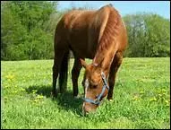 Dans un mange, pourquoi faut-il rgulirement changer de main ?