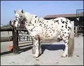 A quoi peut-on voir que les chevaux sont intelligents ( notamment ) ?