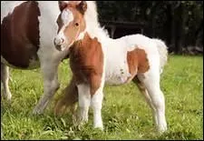 Quelle est la place de la Fdration franaise d'quitation parmi les fdrations sportives ?