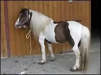 Comment appelle-t-on galement les grandes Ecoles d'quitation ?