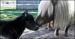 Pourquoi l'Ecole de Vienne est-elle aussi appele Ecole espagnole ?