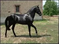 Quel a t le premier spectacle prsent par l'Ecole royale andalouse de Jerez ?