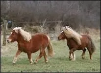 Quelle race de chevaux l'Ecole de Lisbonne utilise-t-elle ?